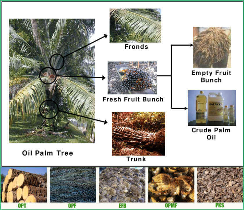 Types of Oil Palm Biomass that can be made into fuel pellets