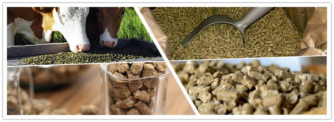 how to make cattle feed pellets