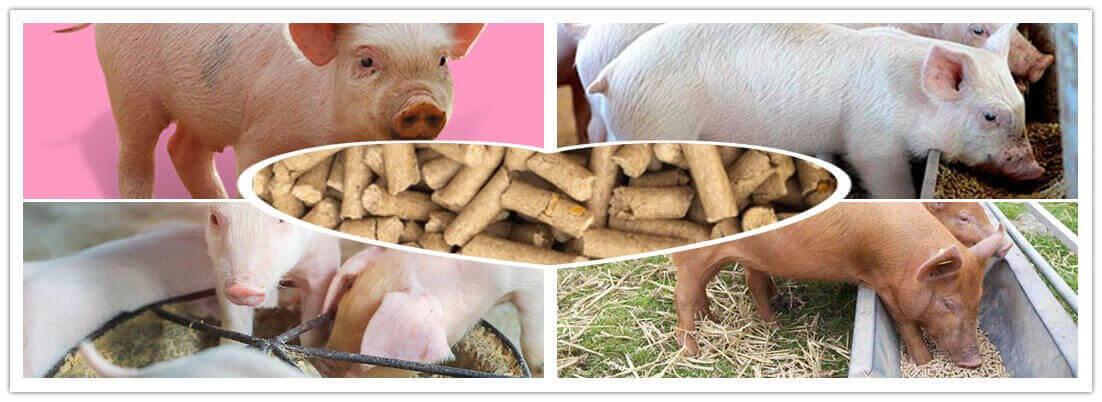 how to produce pig feed pellets